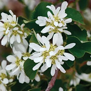 NATIVE SASKATOON (AMELANCHIER ALNIFOLIA)