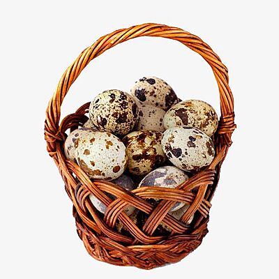 Quail Eggs Quail Eggs