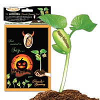 NG Card Happy Halloween