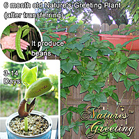 Nature's Greeting Best Wishes Growing Kit