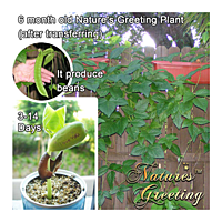 Thank You Nature's Greeting Growing Kit