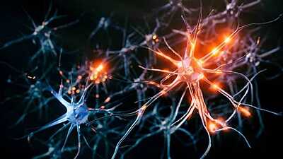 Neurobiología aplicada al Trading