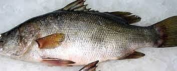 MARKITI NILE PERCH