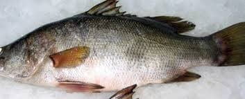 MARKITI NILE PERCH
