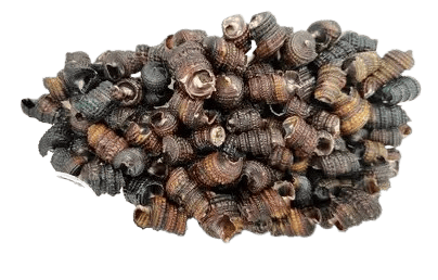 Periwinkle=WITH OPTIONS