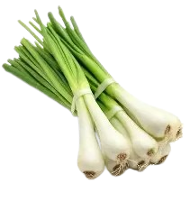 Spring Onion-Bundle