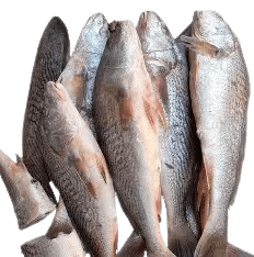 Croaker Fish=WITH OPTIONS