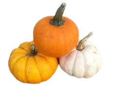 Pumpkin white/yellow-Ⅹ5=PRICE OPTIONS