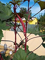 Red Ladies Finger - Long  | சிகப்பு நீள வெண்டை