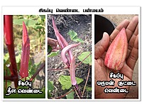 Red Ladies Finger - Long  | சிகப்பு நீள வெண்டை