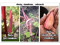 Red Ladies Finger - Long | சிகப்பு நீள வெண்டை