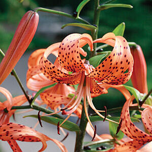 ORANGE TIGER LILY (LILIUM LANCIFOLIUM)