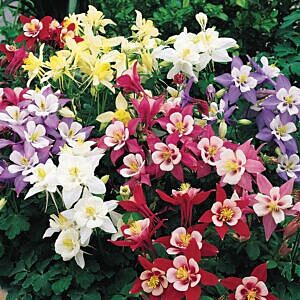 ORIGAMI MIX COLUMBINE (AQUILEGIA CAERULEA 'ORIGAMI MIX')