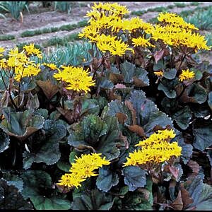 OTHELLO LIGULARIA (LIGULARIA DENTATA 'OTHELLO')