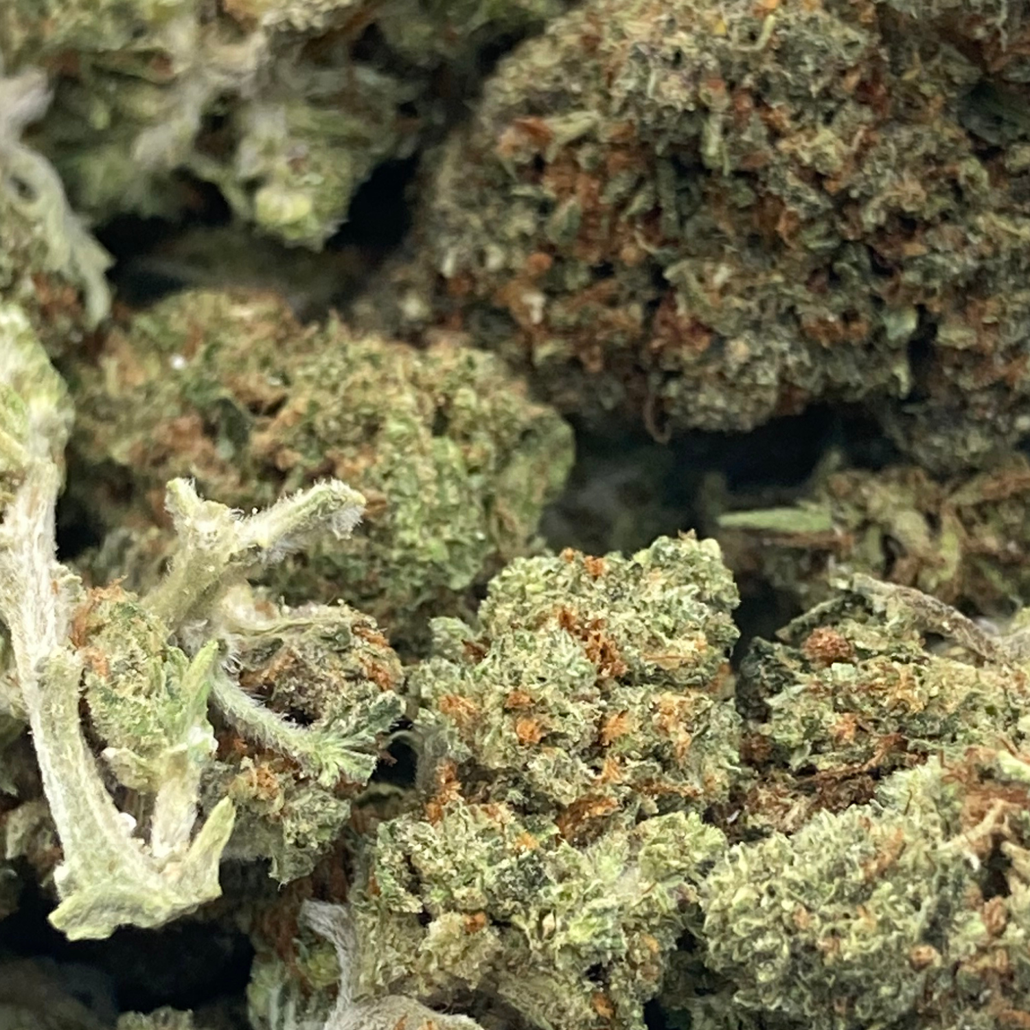 Orange Zkittlez Greenhouse Premium