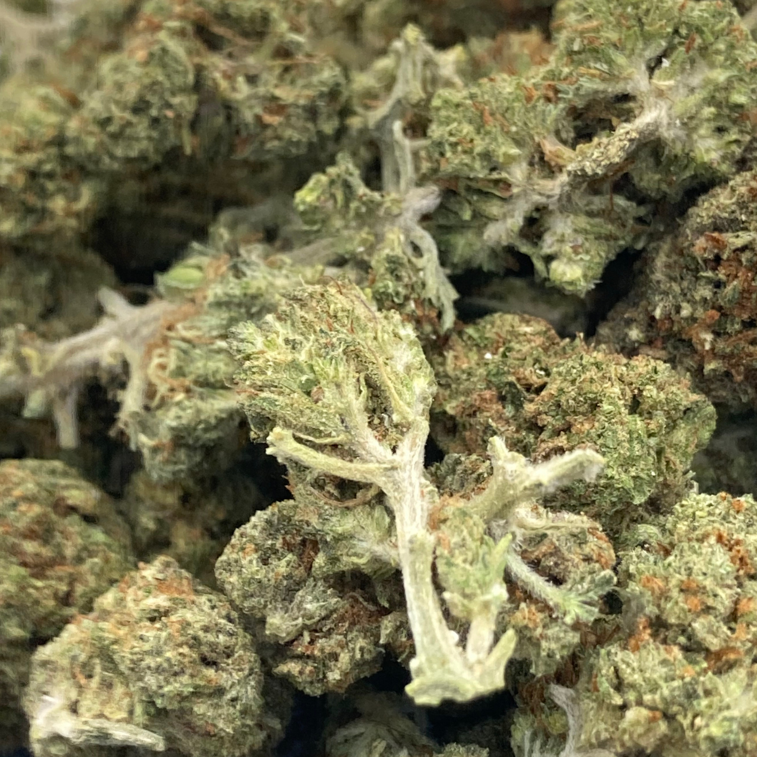 Orange Zkittlez Greenhouse Premium
