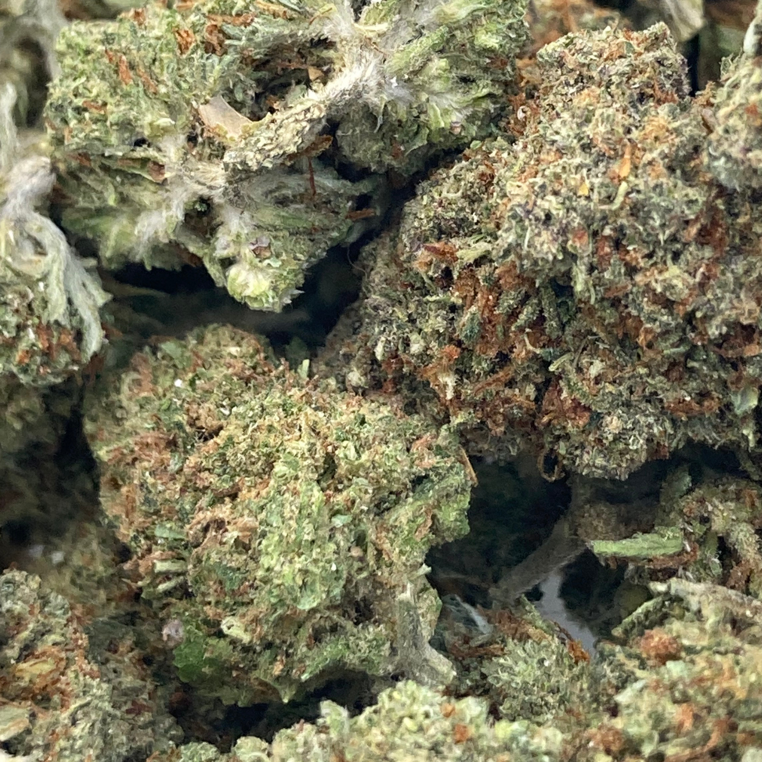 Orange Zkittlez Greenhouse Premium