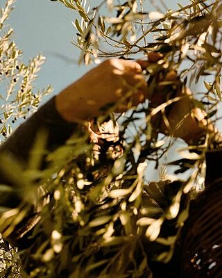 2 Litre Extra Virgin Olive Oil