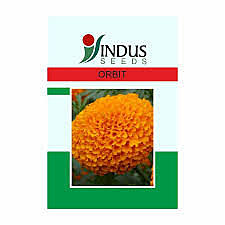 Marigold Orbit - Indus Seeds (1000 Seeds)