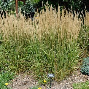 OVERDAM FEATHER REED GRASS (CALAMAGROSTIS ACUTIFLORA 'OVERDAM')