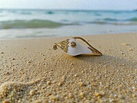 Large Shell Pendant With Gold and Emerald Accents