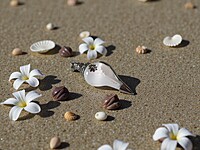 Shell Pendant with Silver and Purple accents