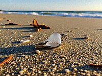 Shell Pendent Black and Red Shell Pendent Black and Red