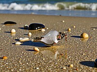 Shell Pendent Black and Red Shell Pendent Black and Red
