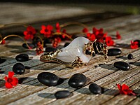 Shell Pendent Black and Red Shell Pendent Black and Red
