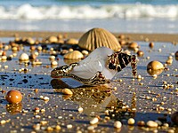 Shell Pendent Black and Red Shell Pendent Black and Red