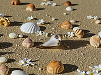 Small Shell Pendant with gold accents