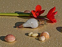 Shell Pendant Orange, Blue, and Gold