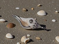 Shell Pendant with Silver and Purple Shell Pendant with Silver and Purple