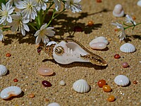 Shell Pendant with Gold Accents, Fire Insignia clasp, and Multicolor Gemstones