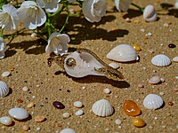 Shell Pendant with Gold Accents, Fire Insignia clasp, and Multicolor Gemstones