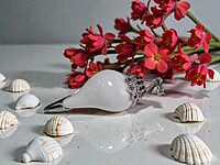 Shell Pendant with Silver Accents and Red Gemstones