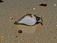 Shell Pendant with Black accents and Red Gemstones