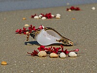 Shell Pendant with Black accents and Red Gemstones