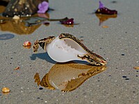 Shell Pendant with Black accents and Red Gemstones