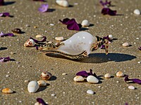 Shell Pendant with Black accents and Red Gemstones