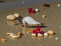 Shell Pendant with Black accents and Red Gemstones
