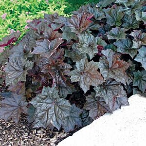 PALACE PURPLE CORALBELLS (HEUCHERA MICRANTHA 'PALACE PURPLE')