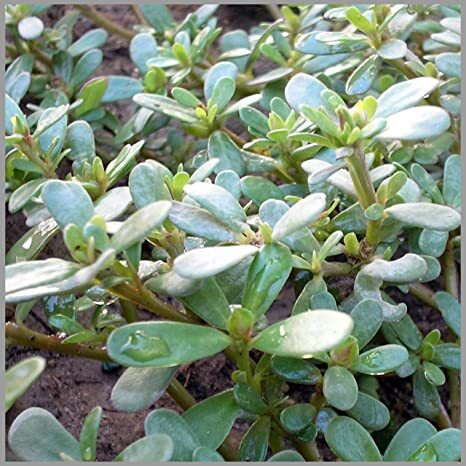 PARUPPU KEERAI ( PURSLANE )