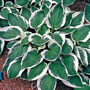 PATRIOT HOSTA (HOSTA FORTUNE 'PATRIOT')