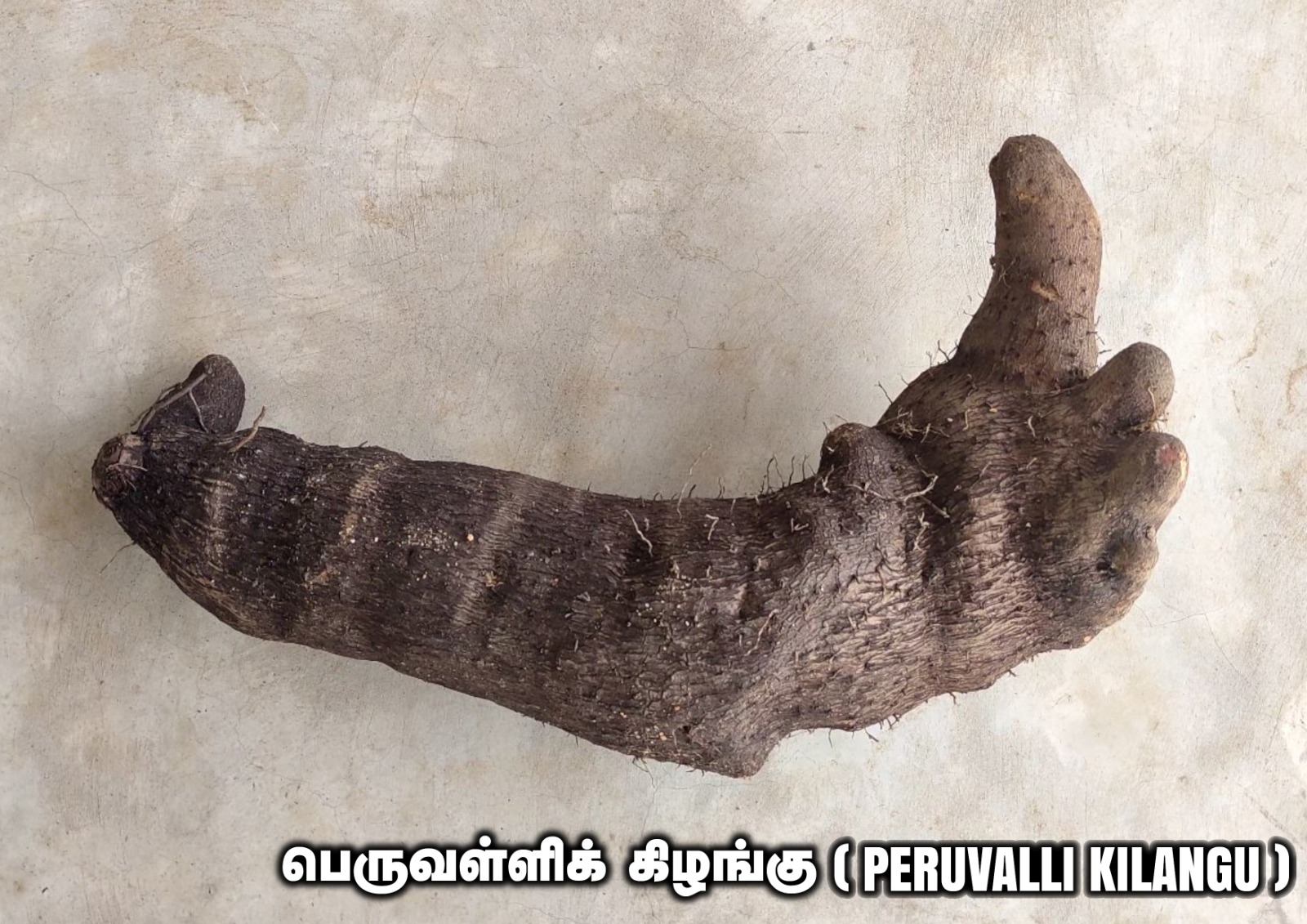 Peruvalli Kilangu