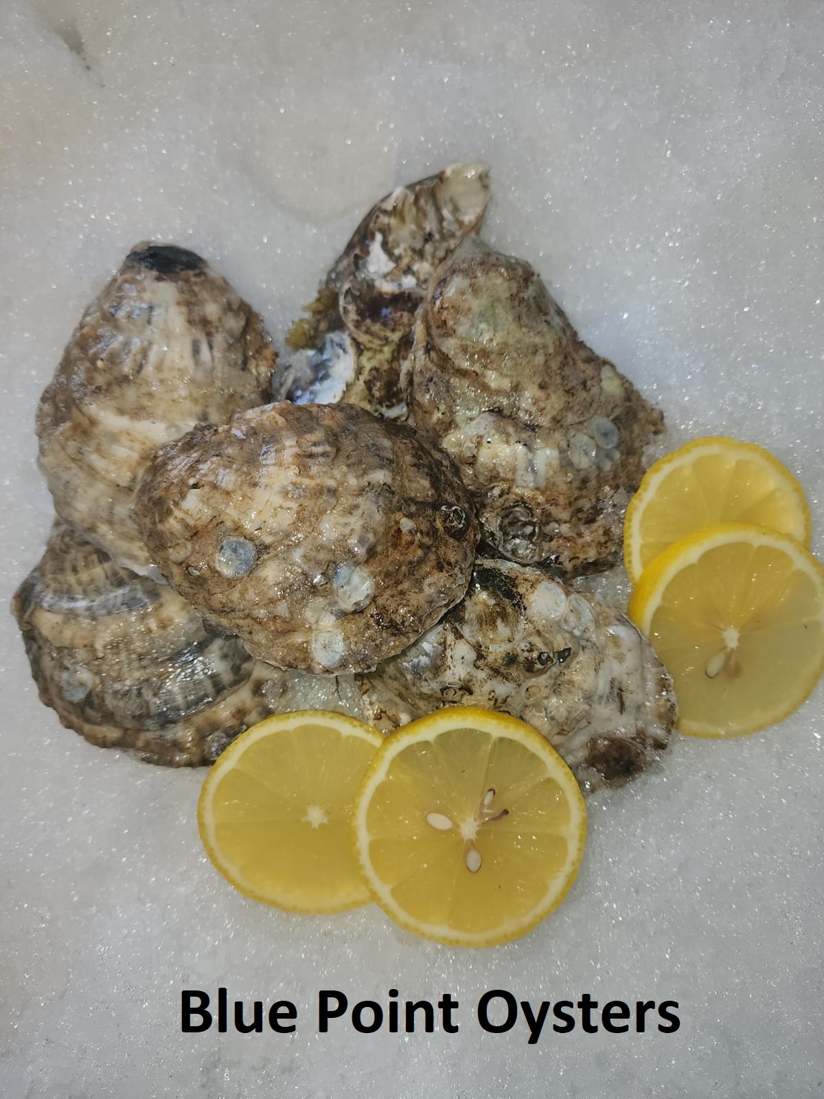Oysters