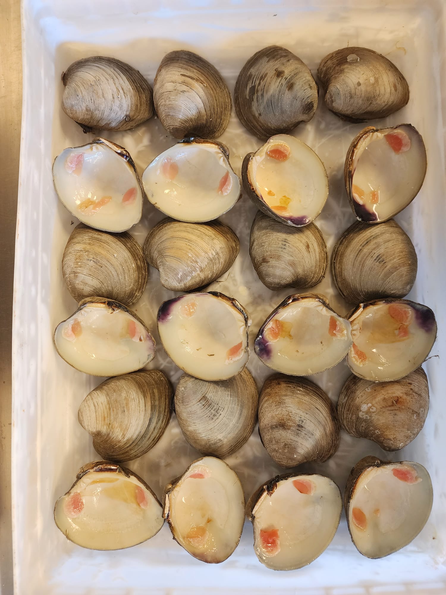 Clam Shells (24 Half Shells)