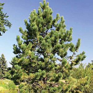 PONDEROSA PINE (PINUS 'PONDEROSA') PONDEROSA PINE (PINUS 'PONDEROSA')