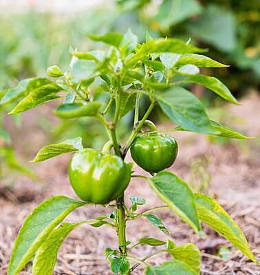 Green Pepper Seedling Pack
