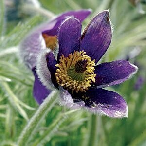 PRAIRIE CROCUS PASQUE FLOWER (PULSATILLA VULGARIS 'ALBA')